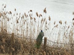 -北京麋鹿生态实验中心