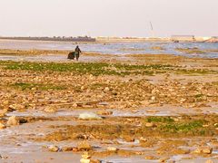 -刘家湾赶海园