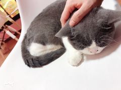 -李小姐の猫咖啡馆(五角场店)