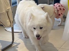 -怪兽屋·羊驼·猫咖·狗咖(俊华广场店)