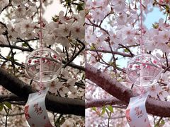 -高东镇樱花园