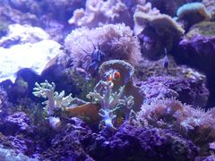-悉尼海洋生物水族馆
