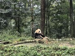 -中国大熊猫保护研究中心雅安碧峰峡基地