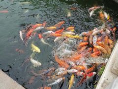 -百万葵园
