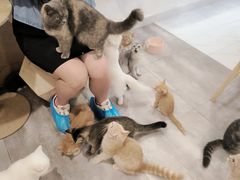 -楼上猫咖(罗湖店)
