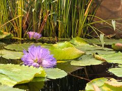 -国家植物园南园