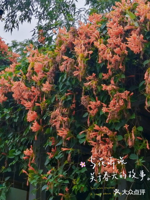 琴亭湖公园图片