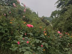 -都江堰玫瑰花溪谷