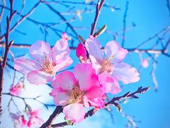 -天适樱花悠乐园