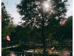 -五缘湾湿地公园