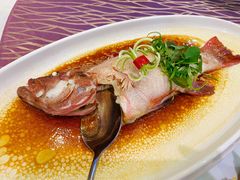 东星斑-欢乐海岸美食联盟