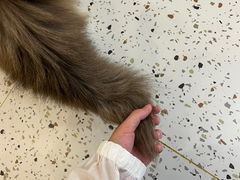 -猫域·湾主题猫咖·宠物吧(南坪城市广场店)