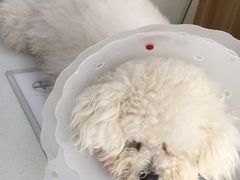 -康乐宝动物医院