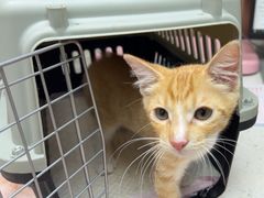 -宠颐生宠物医院·心肾内科·猫专科诊疗中心宠巢店