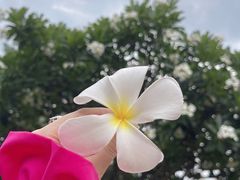 -西双版纳总佛寺