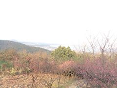 -香雪海