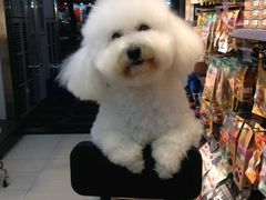 -PETKIT 小佩宠物·低压洗护·美容·寄养(安远店)