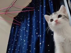 -袖虎·猫馆(体育西路店)