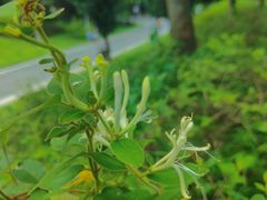 -东莞植物园