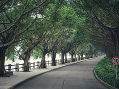 -大湾区中央湿地公园