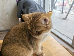 -藏猫猫咖啡主题馆(中央大道店)