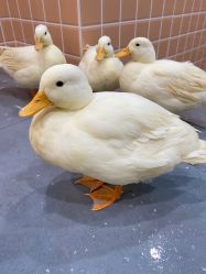 -Moni星球萌宠·小马宝莉·灵蛇·高端高阶全萌宠互动体验俱乐部(红豆国际广场店)