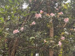 -梧桐山风景名胜区