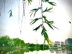 -九里河湿地公园