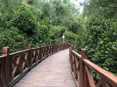 -大亚湾红树林城市湿地公园