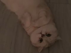 -喵zoo家庭繁育猫舍(尖东智能花园店)