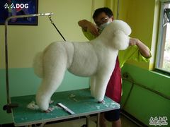 -优缇多格专业宠物美容师培训学校