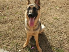 -骐奇宠物诊疗中心(南亭公路店)