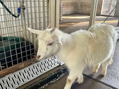 -费瑟代尔野生动物园