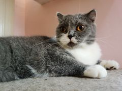 -这儿没有猫·猫咖萌宠馆·撸猫