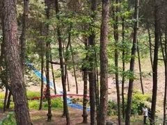 -铁山坪森林公园