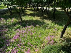 -新虹桥中心花园