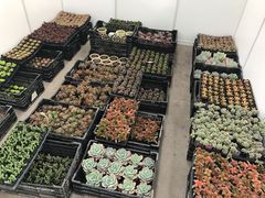 -龙大花卉苗木市场