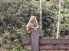-姑婆山旅游区
