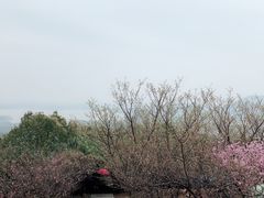 -香雪海
