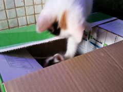 android_upload_pic-Sirena海妖日咖夜酒