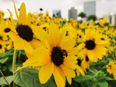 -二沙岛艺术公园