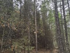 -帽儿山国家森林公园