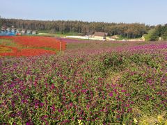 -北纬44度·金珠花海休闲农业旅游景区