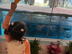 -帝企鹅自助餐厅•儿童岛•真企鹅(长隆企鹅酒店)