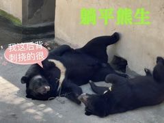 -保定市动物园