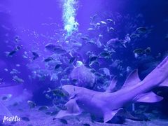 -左海海底世界