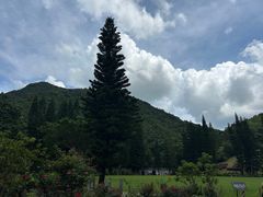 -深圳仙湖植物园