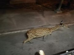 -清迈夜间动物园