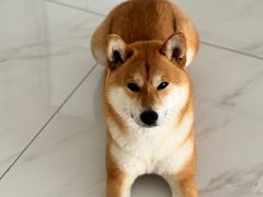 -艾贝尔宠物医院·狂犬免疫点(江山金象城店)