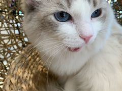-飞行喵MR PILOT|猫舍·猫咖(静安大融城店)